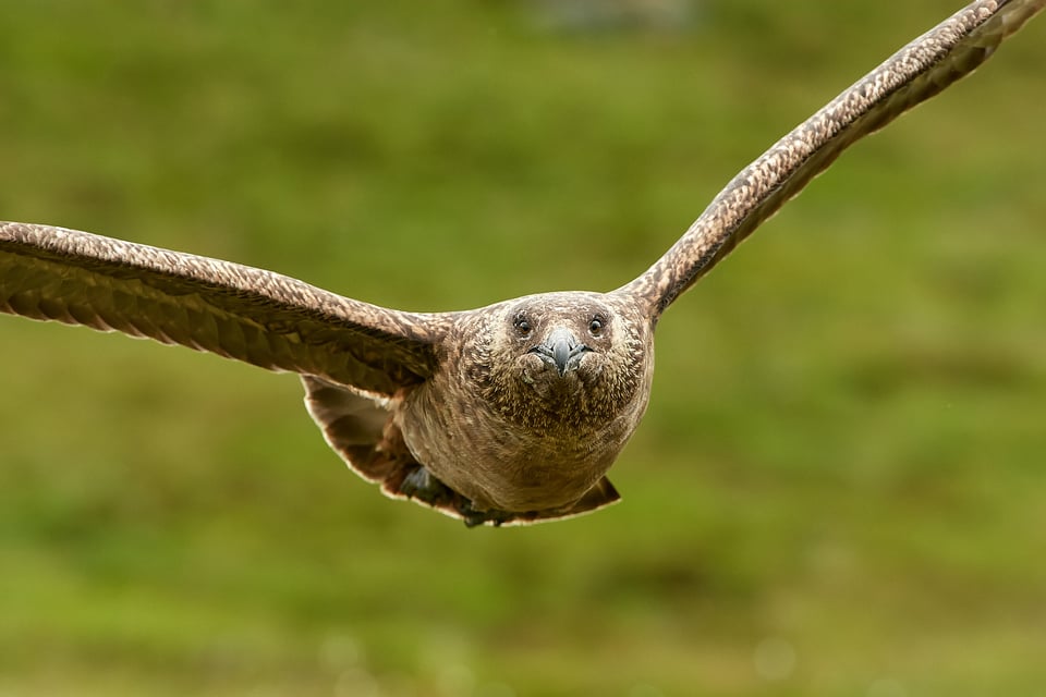 Great Skua_01