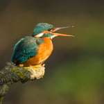 Kingfisher_Luminar Neo