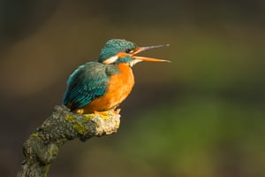 Kingfisher_Luminar Neo