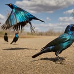 Cape Glossy Starling