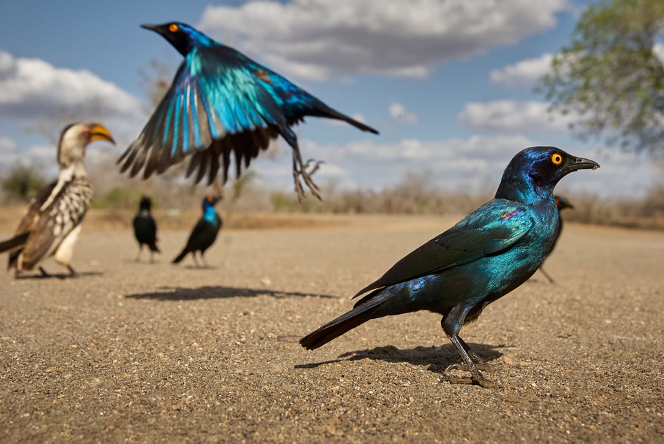 Cape Glossy Starling