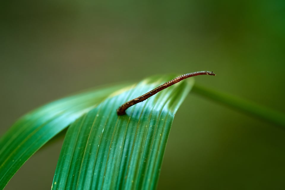 Leech_Australia