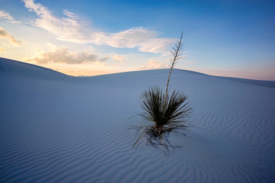 Lone Yucca Nikon Z 17-28mm f2.8 Review