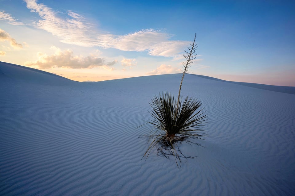 Lone Yucca Nikon Z 17-28mm f2.8 Review