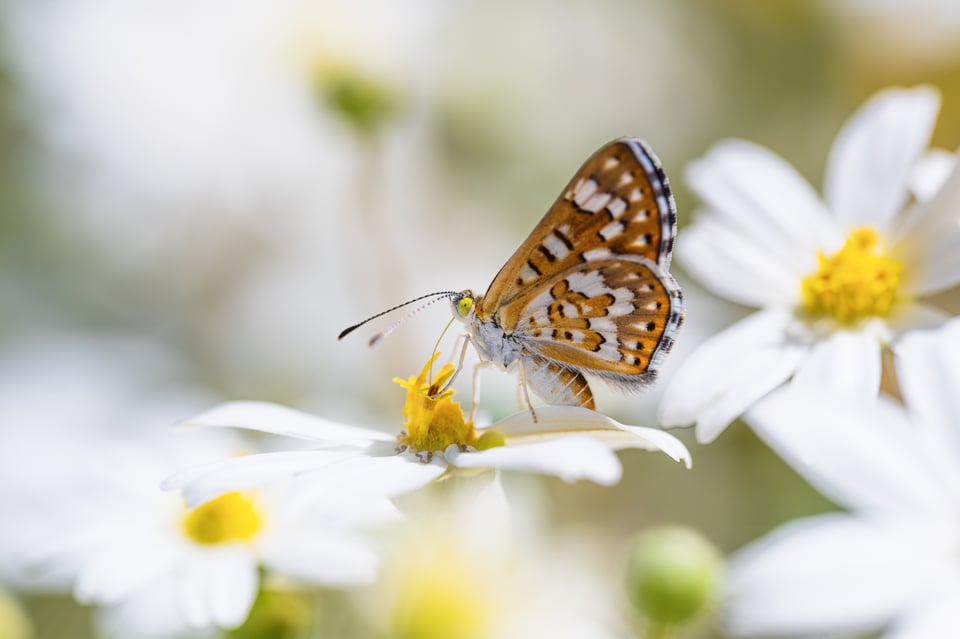 Macro Photo of Butterfly with Nikon Z 105mm f2.8 S