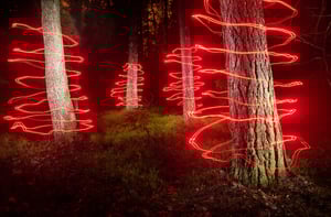 Magic forest