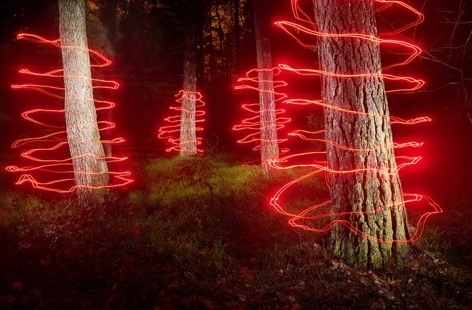 Magic forest