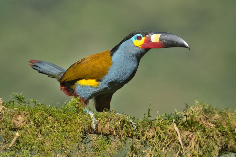 Mountain Toucan_Luminar Neo