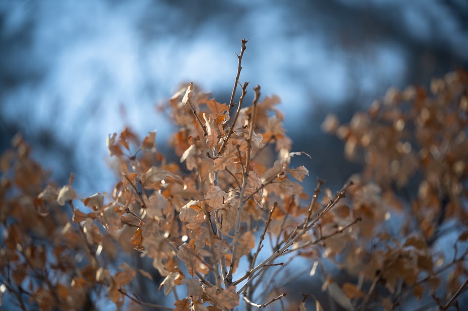 Nikon Z MC 105mm f2.8 Macro Bokeh Example Photo