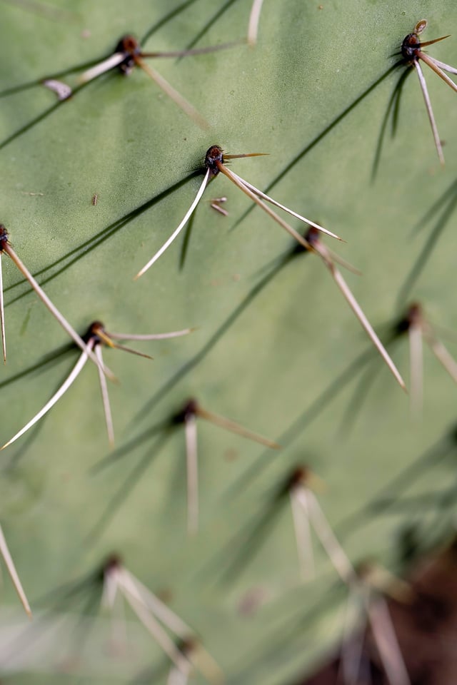 Nikon Z MC 105mm f2.8 Macro Lens Sample Photo Cactus