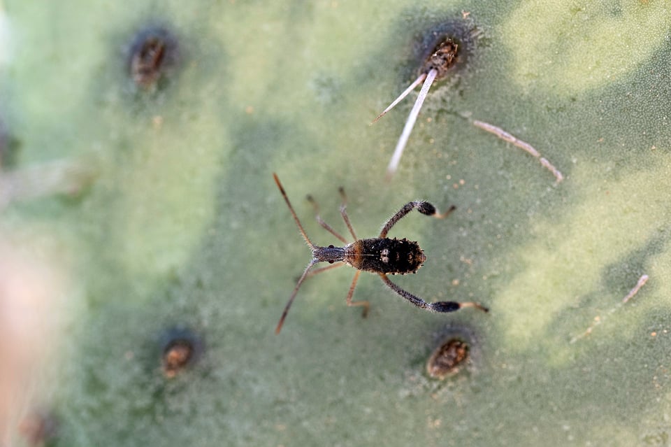 Nikon Z MC 105mm f2.8 VR S Macro Lens Sample Photo Cactus