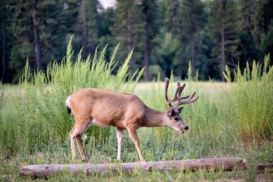 Nikon Z MC 105mm f2.8 VR S Macro Lens Sample Photo Deer Making Funny Expression