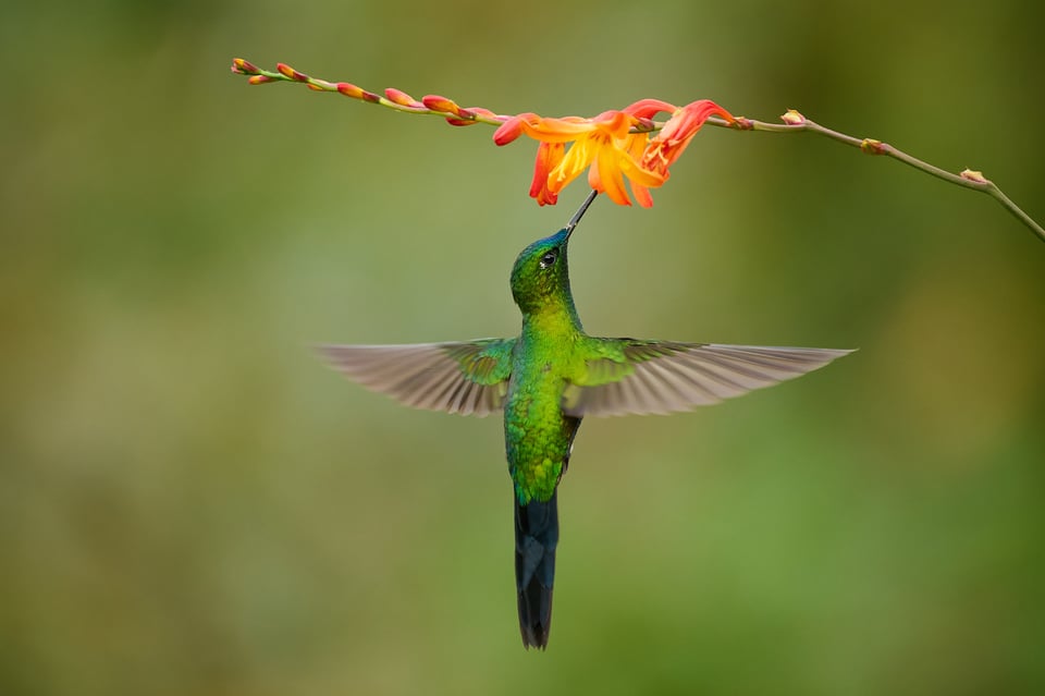 Sapphire-vented puffleg