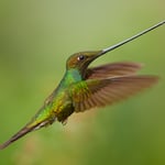 Sword-billed Hummingbird_02