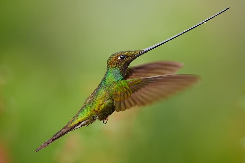 Sword-billed Hummingbird_02