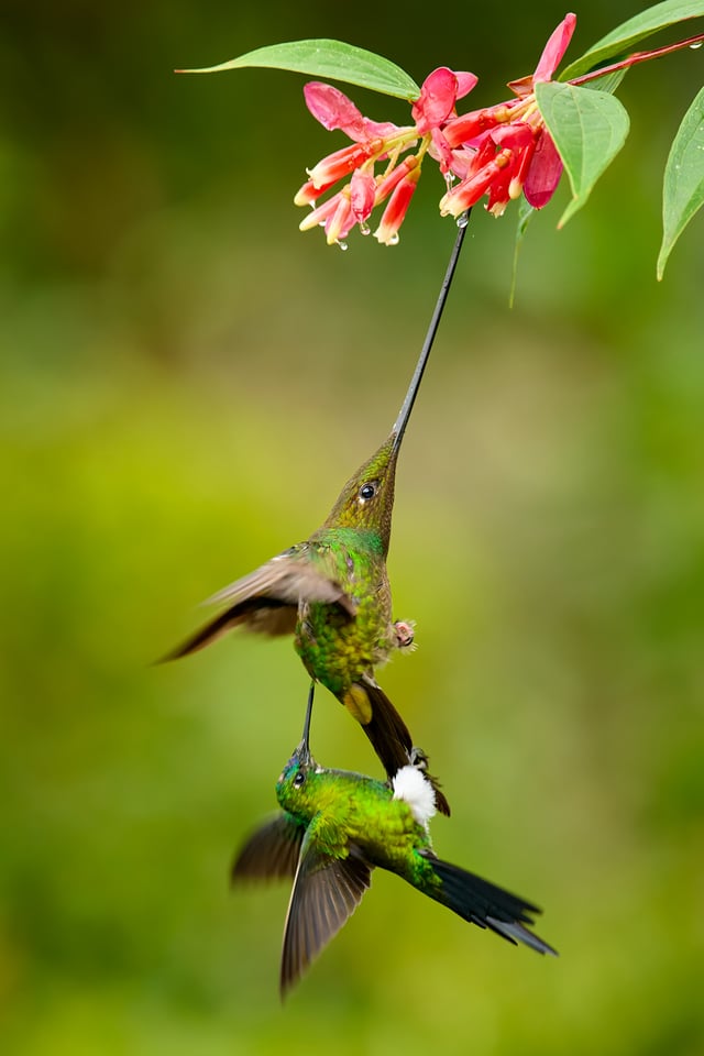 Sword-billed Hummingbird_03