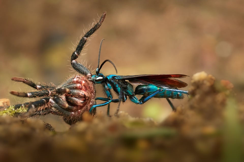 Tarantula-hawk_Ecuador