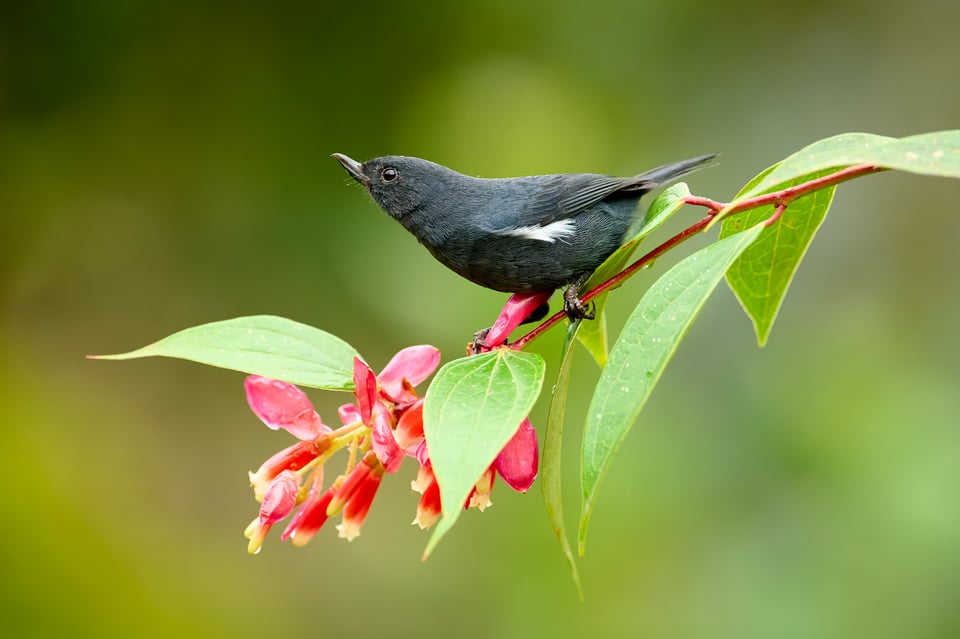 White sided flowerpiercer