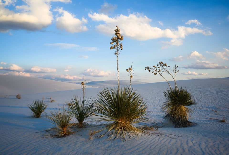 Yucca in White Sands Nikon Z 17-28mm f2.8 Review