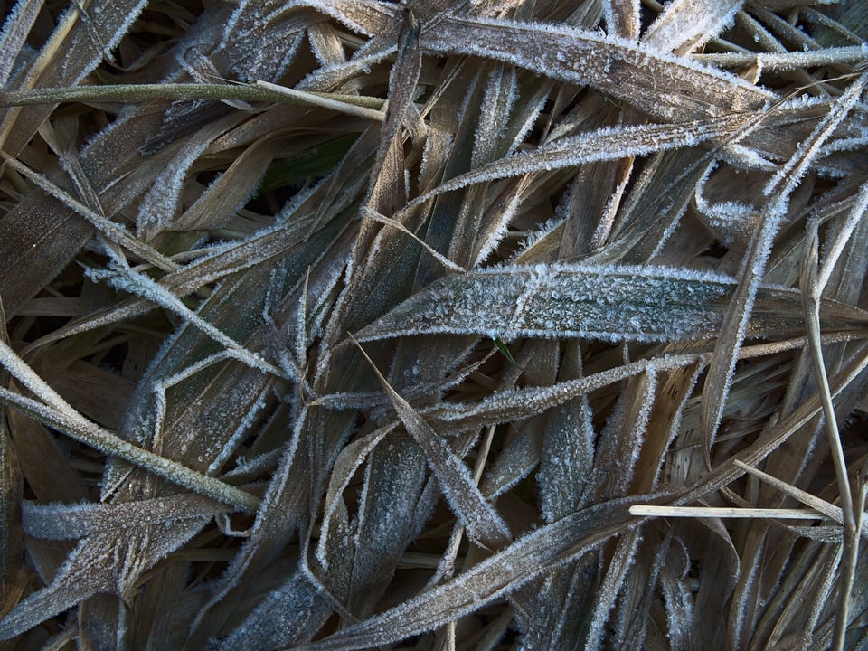 grass_crystals_Jason_Polak