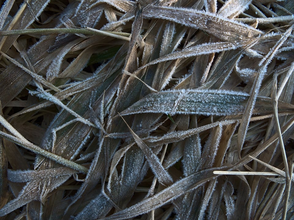 grass_crystals_Jason_Polak