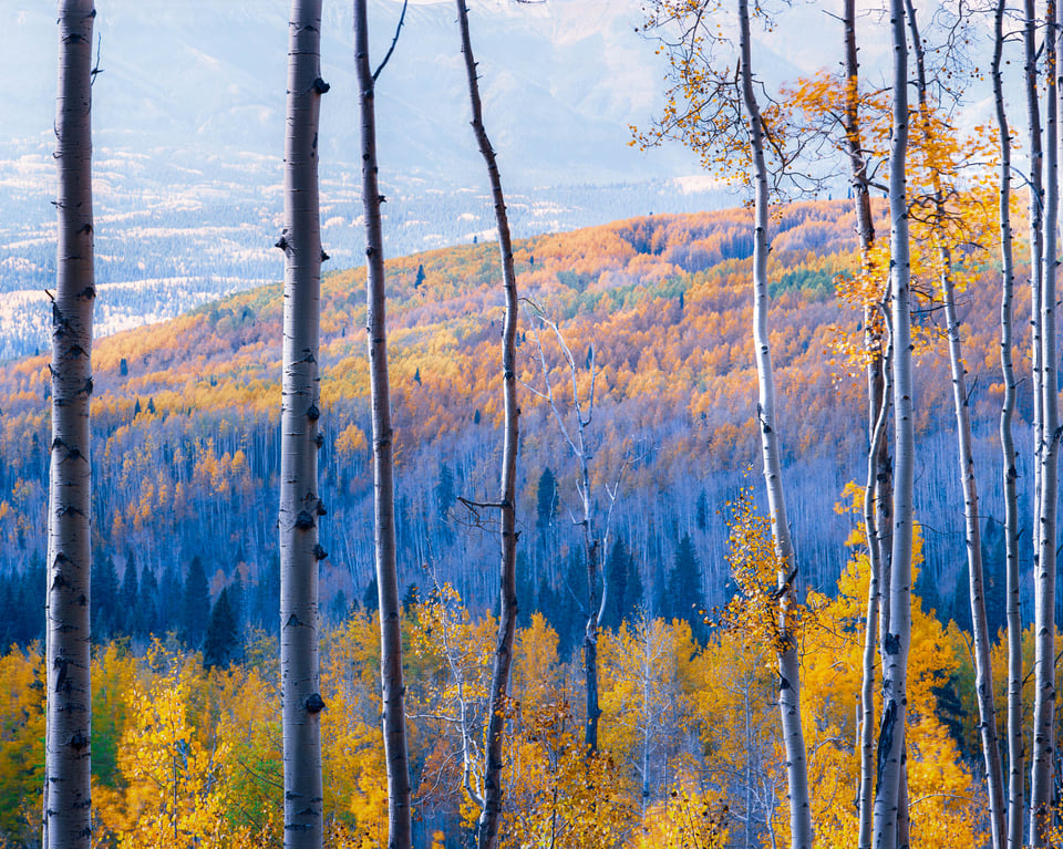 8x10 film fall colors Crested Butte aspens