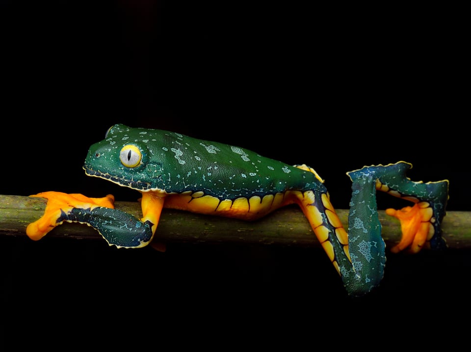 Amazon fringed leaf frog cruziohyla craspedopus a phenomenal rare species of frog