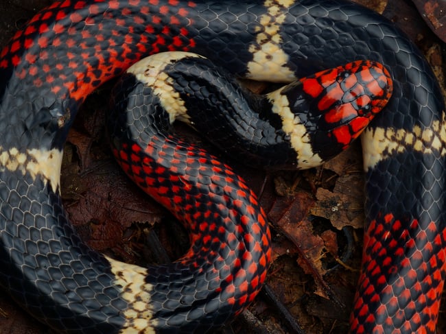 Aquatic coral snake macro photo using a flash diffuser to create soft lighting