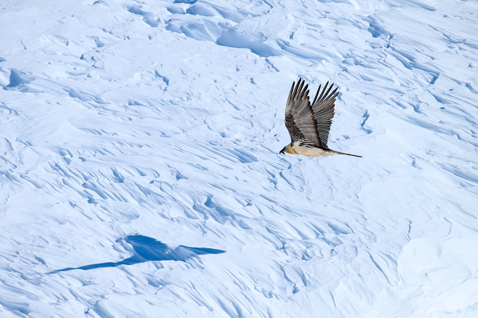 Bearded Vulture_02