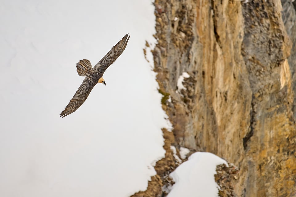 Bearded Vulture_03