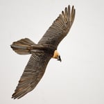 Bearded Vulture_05