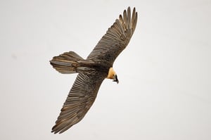 Bearded Vulture_05