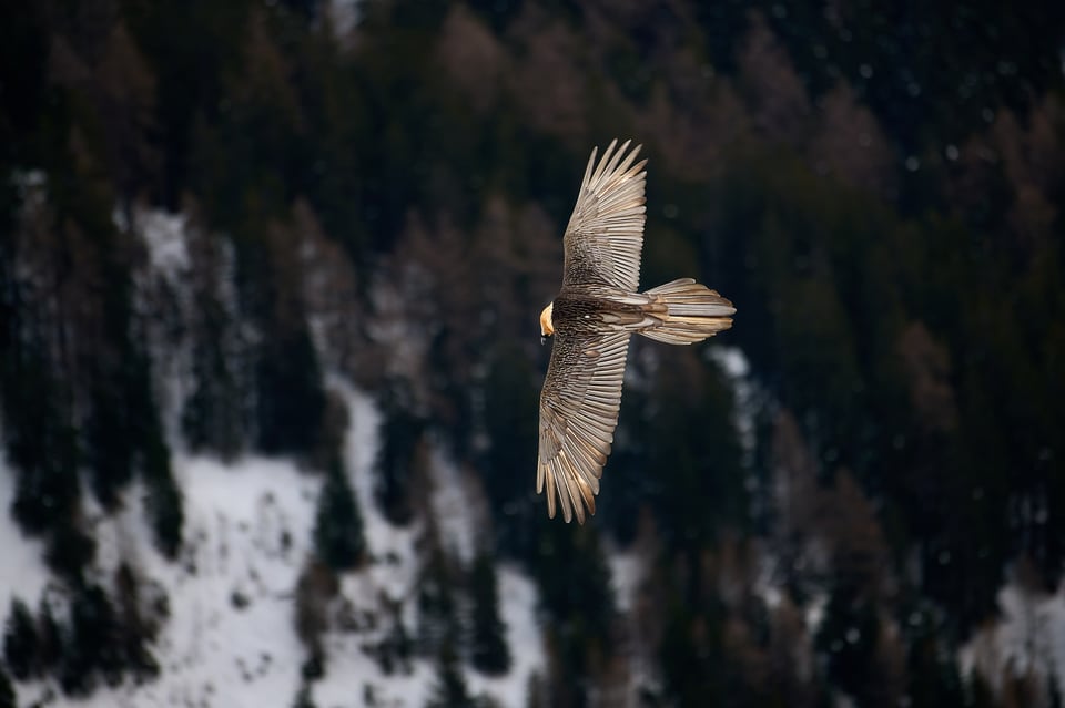 Bearded Vulture_06