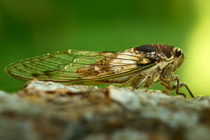 Cicada_Macro 105mm