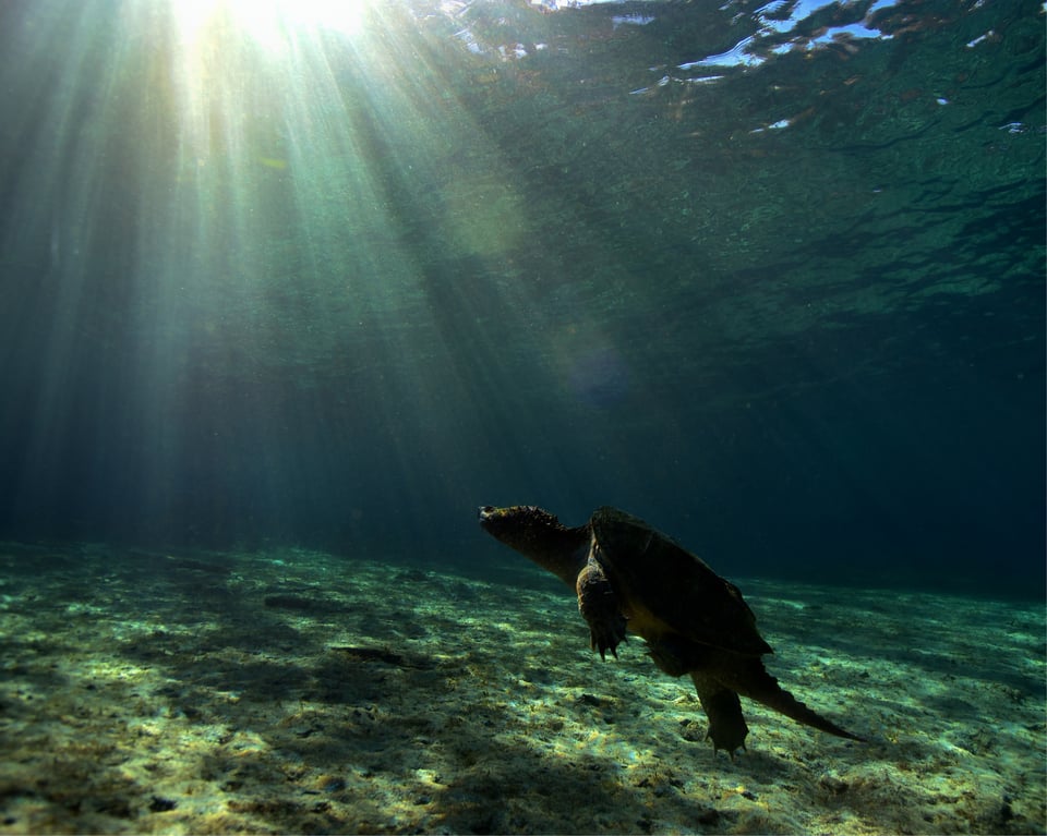 Common snapping turtle in a florida spring with sunrays taken with the panasonic lumix g9 and ikelite housing