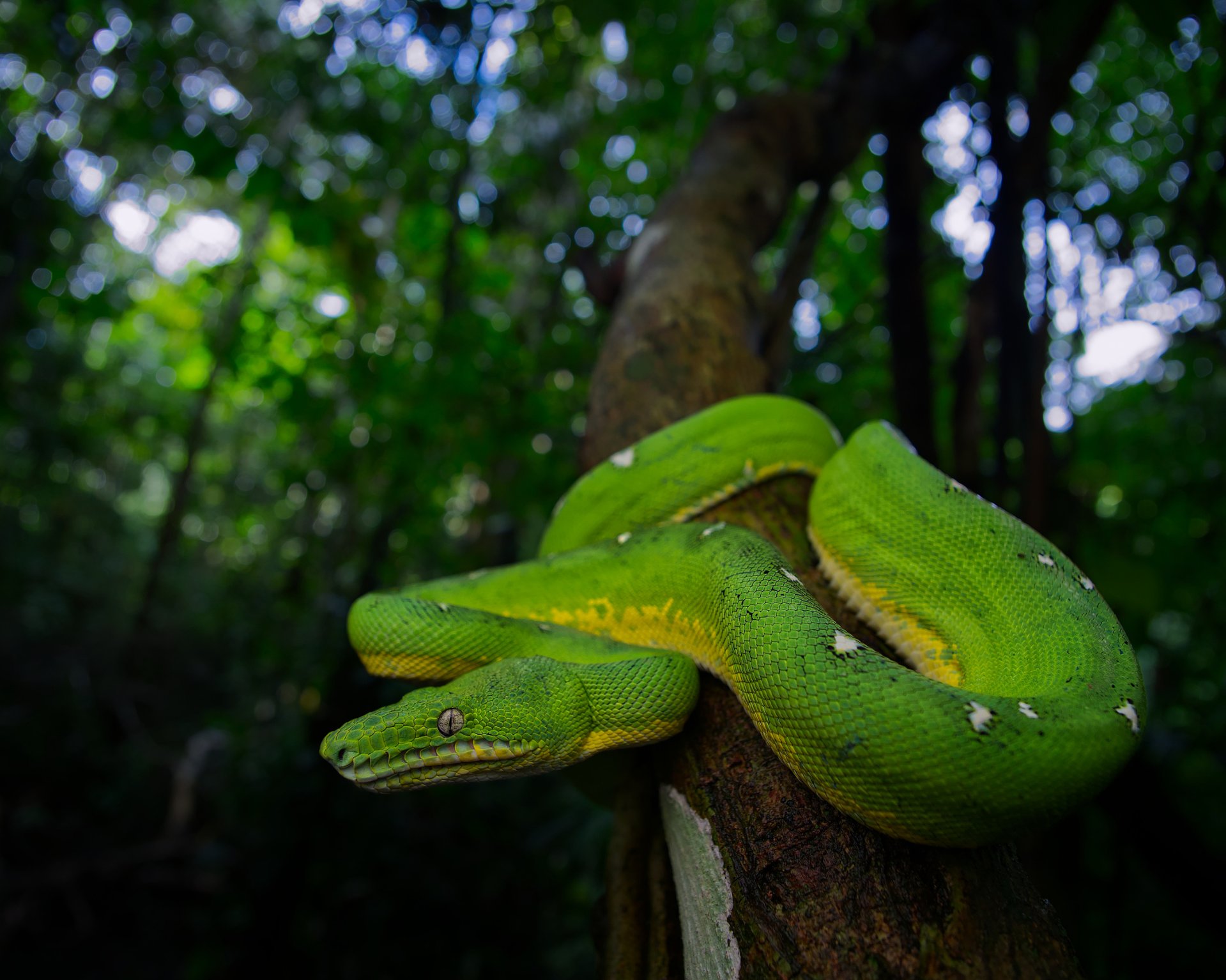 Emerald tree boa wideangle macro closeup taken with the panasonic leica 9mm f1.7