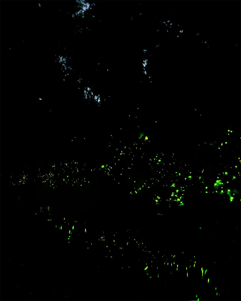 Glow worms panorama showing bioluminescence in the amazon rainforest