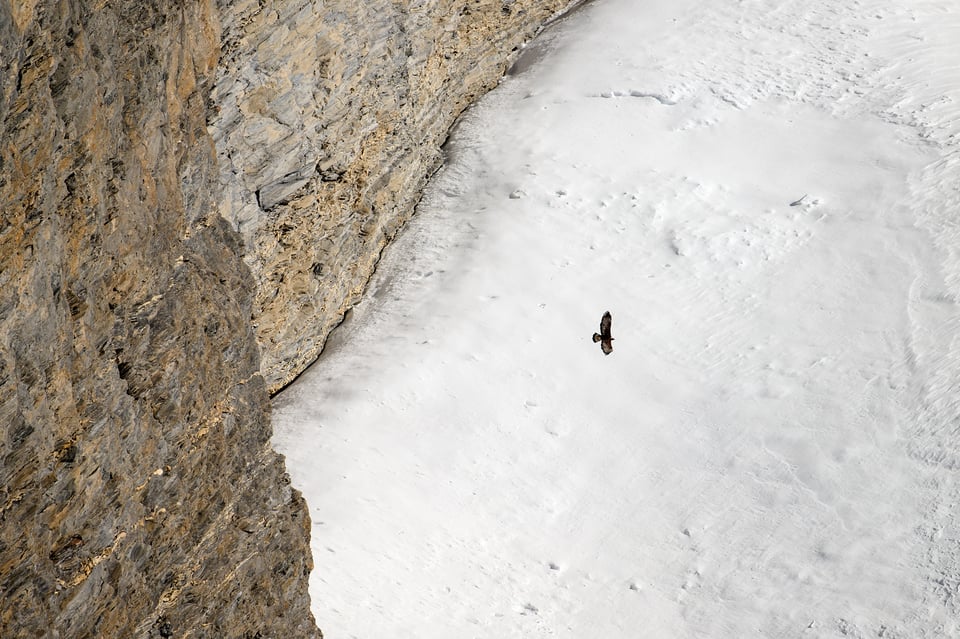 Golden Eagle