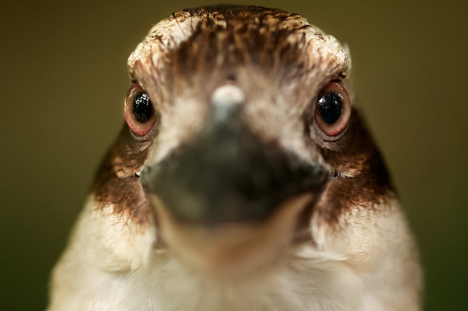 Laughing kookaburra_portrait