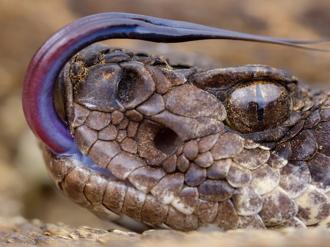 Macro-photo-of-a-rattlesnake-with-the-OM-Systems-90mm-f3.5-macro-IS-PRO-Lens