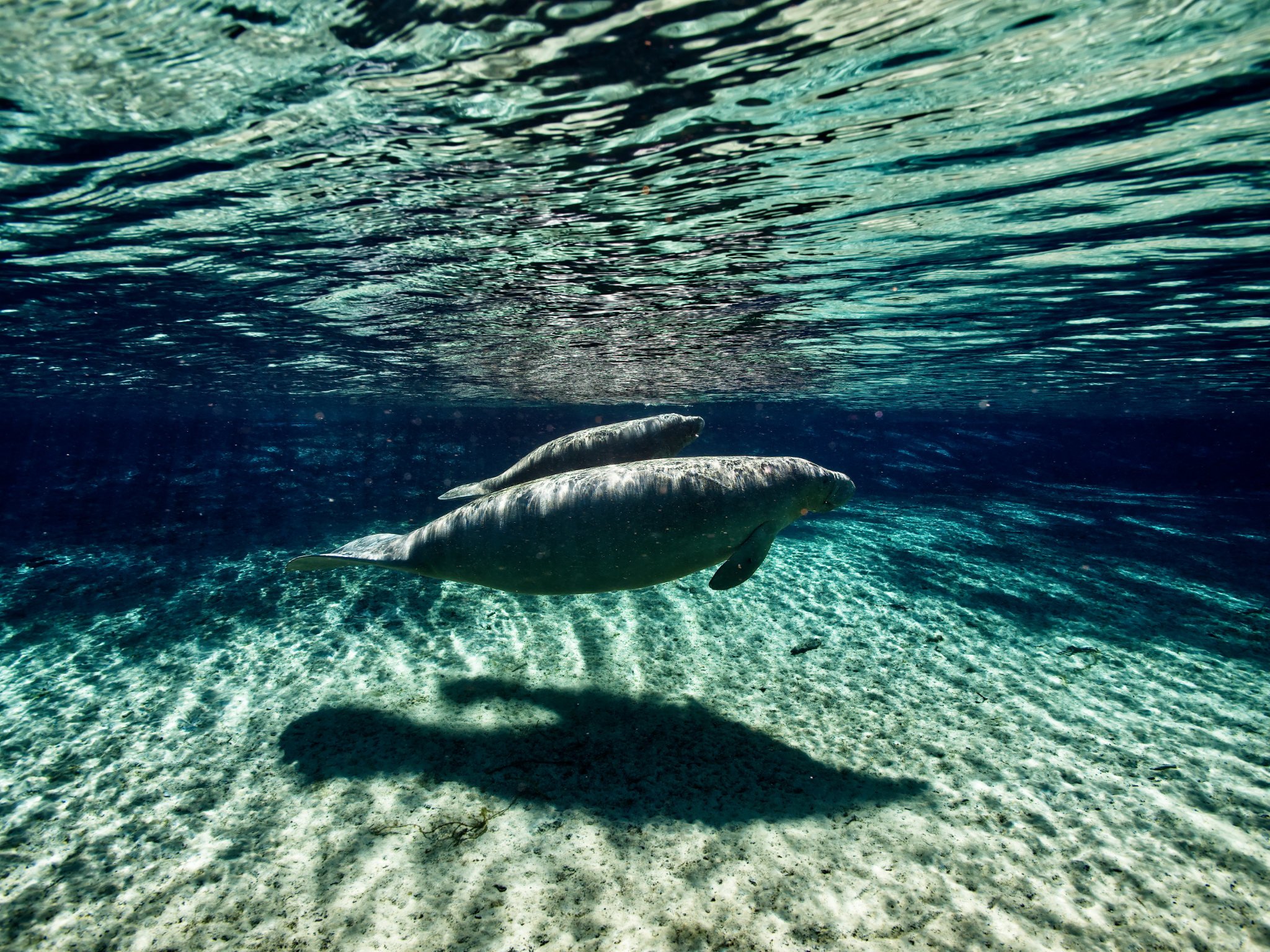 Manatee and calf in a florida spring photo taken with the panasonic g9 in an ikelite underwater housing