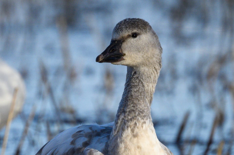 Nikon Z 800mm f6.3 Center Sharpness Example Crop