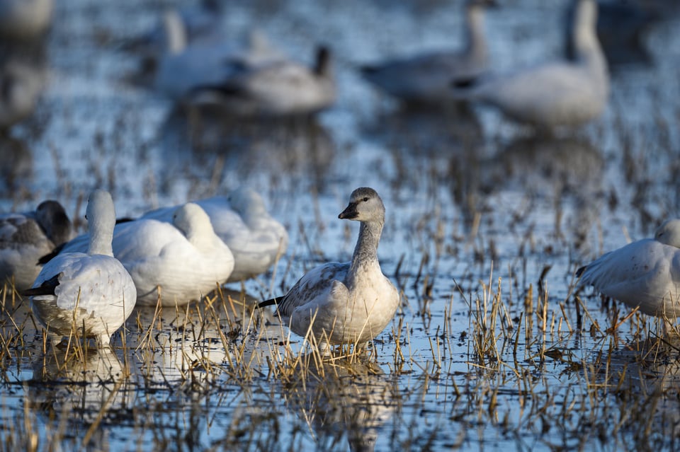 Nikon Z 800mm f6.3 Center Sharpness Example