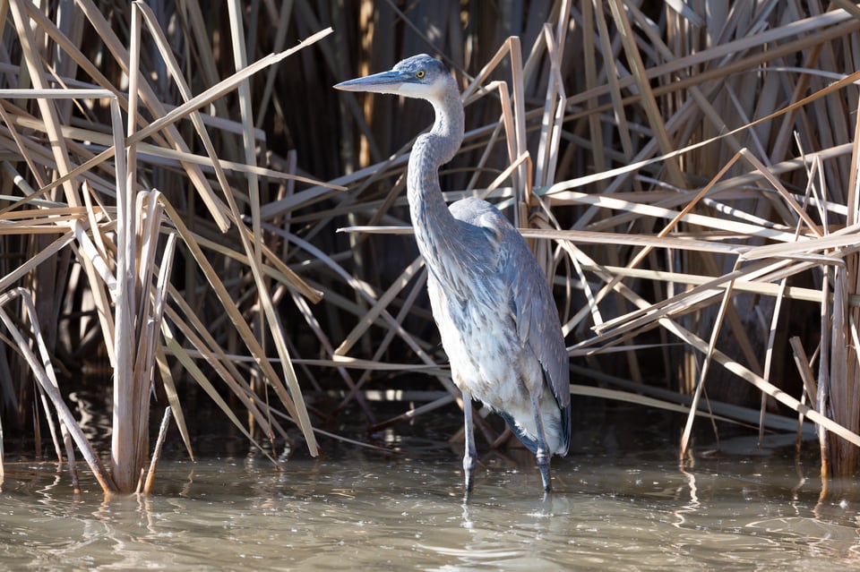 Nikon Z 800mm f6.3 Sharpness Near Edge of Frame