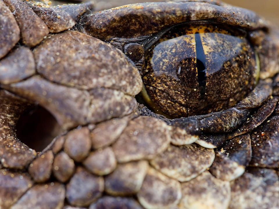 OM-Systems-90mm-f3.5-macro-IS-PRO-lens-review-super-macro-photo-of-rattlesnake-eye-review