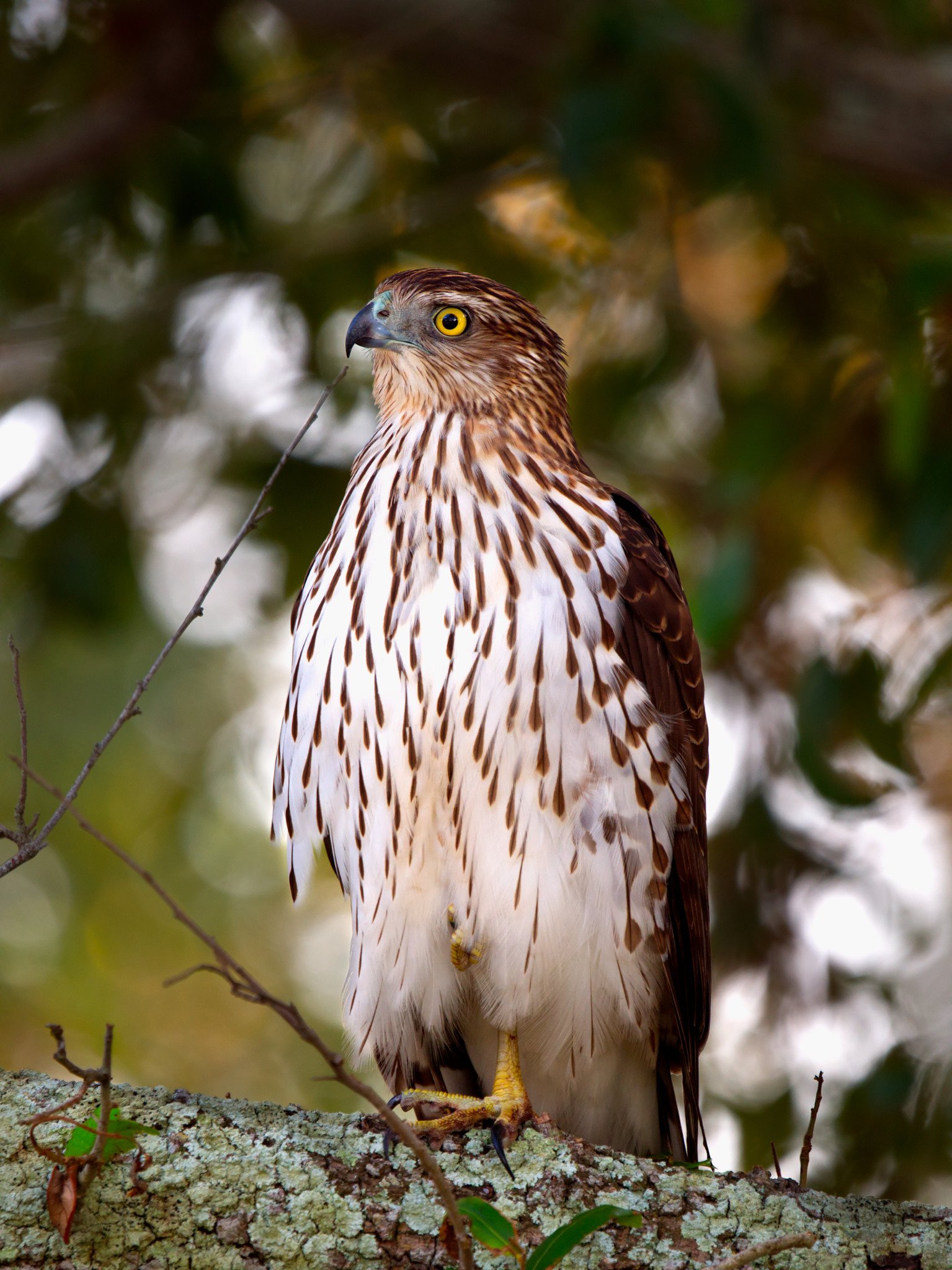 Olympus 100-400 f:5-6.3 review hawk in low light