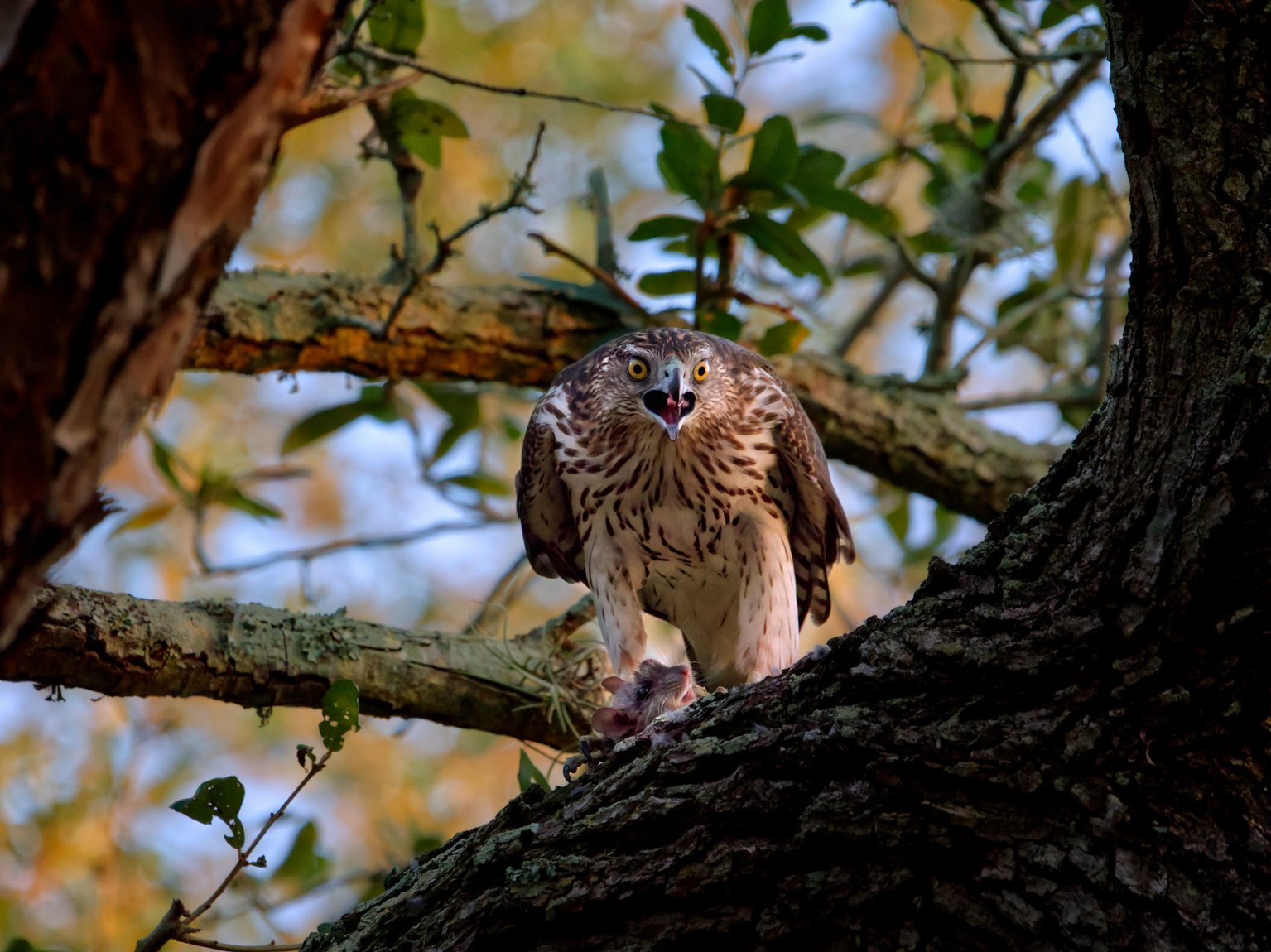 Olympus 100-400 f:5-6.3 review low light performance