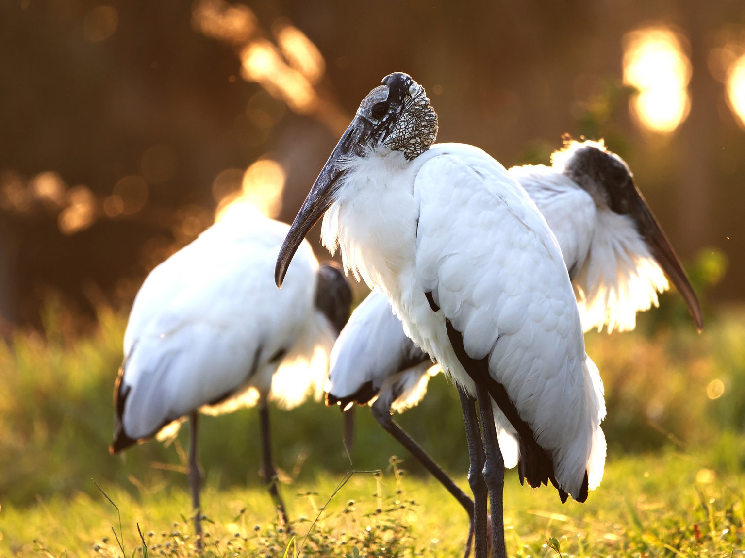 Olympus 100-400 f:5.6 review woodstorks