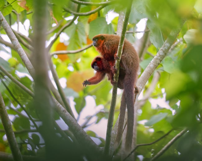 Olympus 300mm f4 IS PRO Review dusky titi monkeys sample image