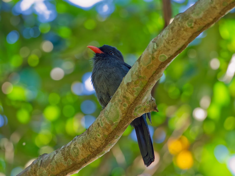 Olympus 300mm f4 IS PRO Review sample image nun bird with bokeh balls